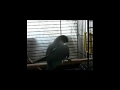 Indian Ring Neck Parrot Dances To 'MC' Hammer 