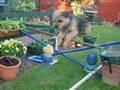Border Terrier video