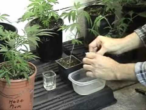 how to grow female weed plants