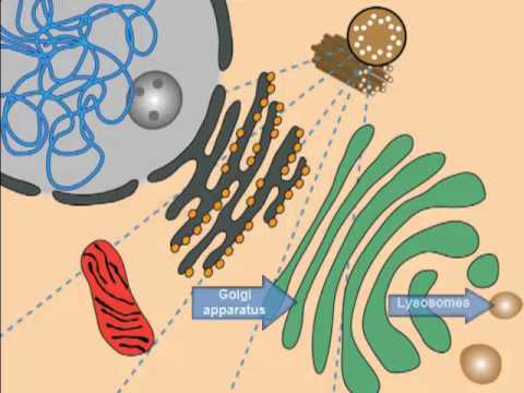 Lysosomal Storage Diseases, Cell Introduction