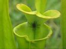 sarracénia sarracénia