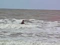 videos Surf