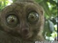 Dramatiskais Lemurs