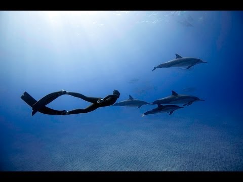 free diving - Freedive record holders Eusebio and Christina Saenz de Santamaria freediving with a pod of over 60 incredible Hawaiian Spinner Dolphins on the Big Island of ...