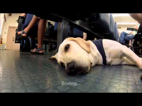 how to train guide dogs