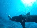 Baitball - Haie, Delfine, ... fressen einen Fischschwarm Baitball - Haie, Delfine, ... fressen einen Fischschwarm