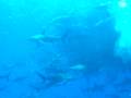 Baitball - Haie, Delfine, ... fressen einen Fischschwarm