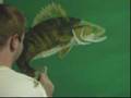 Underwater Fish Mural