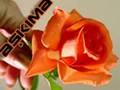 duygusal �ark�