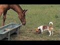 &iexcl;Gato Russell contra Caballo!