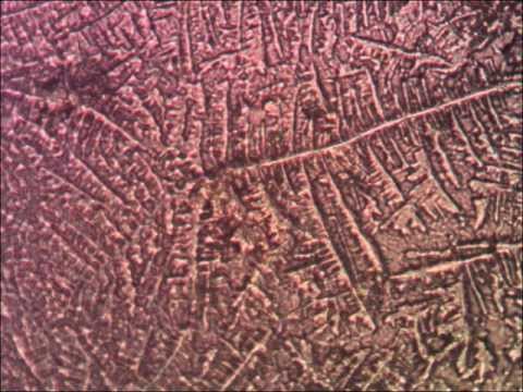 how to check ovulation