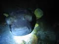 Puffa Fish