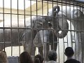 Elephant Boxing