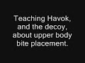 Havok - Belgian Malinois - PSA Training
