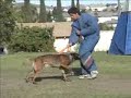 Havok - Belgian Malinois - PSA Training