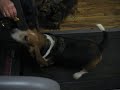 How to get your Basset Hound to Exercise