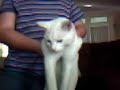 YouTube - Numa Numa Dancing Cat