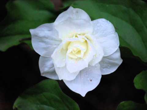 how to transplant yellow loosestrife