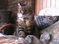 Cat Behaviour Cat Behaviour