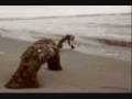 Sea monsters (Monsters from the deep)