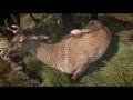 Hunt Prepare and Cook - Red Stags