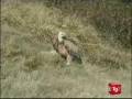 videos de TG2 su Grifone Buffon