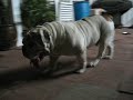 Dollar \"The Bulldog\"