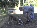 joyarddog.wmv
