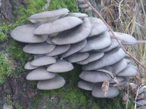 how to grow edible mushrooms at home