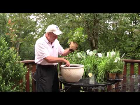 how to grow mint in a pot