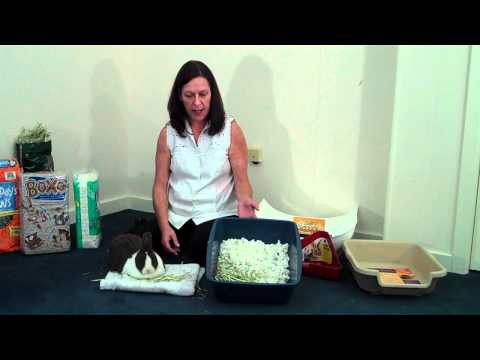 how to train potty train a bunny