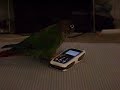 cell  phone makes green cheek conure furious