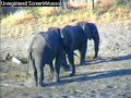 WildEarth/Djuma Elephants WildEarth/Djuma Elephants