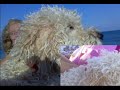 Ringhio - Un cane meraviglioso