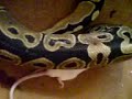 Snake eats a Mouse /Schlange frisst Maus