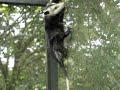 Awesome Opossum!
