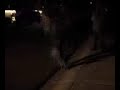 Kid does high ollie