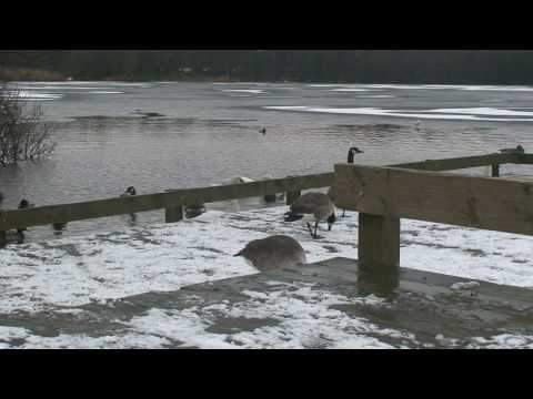 how to provide water for birds in winter