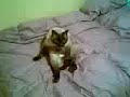 EL GATITO TULIN POSANDO PARA LA CAMARA - TIMIDO