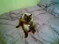 EL GATITO TULIN POSANDO PARA LA CAMARA - TIMIDO