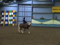 North West Open Side Saddle Championship