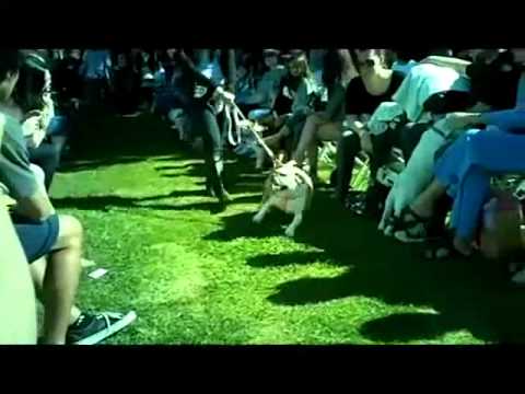 Dogs in Costume at the Old English Bulldog Beauty Contest.