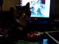 The most exciting cat video of all time