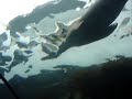 Foca