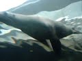 Foca