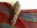 Ferret Disapproves of Fugly Old House
