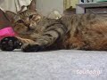 ツネオ歩き（ケツかい～のにゃ）♪