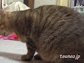 ツネオ歩き（ケツかい～のにゃ）♪