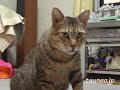 ツネオ歩き（ケツかい～のにゃ）♪