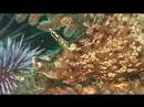 Kelp-palooza